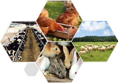 精益求精的品質(zhì) 產(chǎn)品更優(yōu)良、更安全衛(wèi)生、更環(huán)保